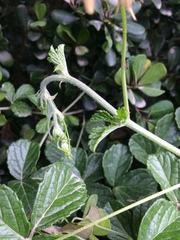 Cyphostemma flaviflorum