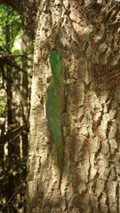 Phelsuma kochi