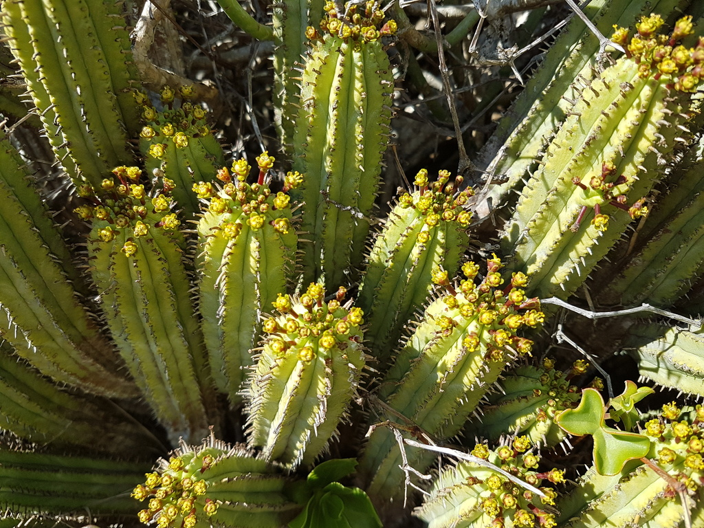 Anthacanthae