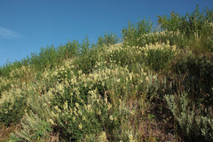 Astragalus albicaulis