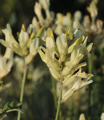 Astragalus albicaulis