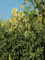 Astragalus albicaulis