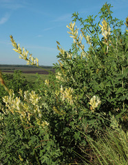 Astragalus albicaulis
