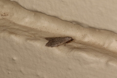 Nola pleurosema