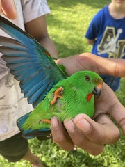 Sula Hanging-Parrot photo 3