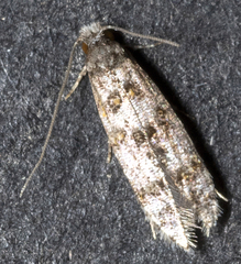 Tineidae clade b