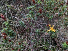 Hypericum balearicum