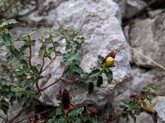 Hypericum balearicum
