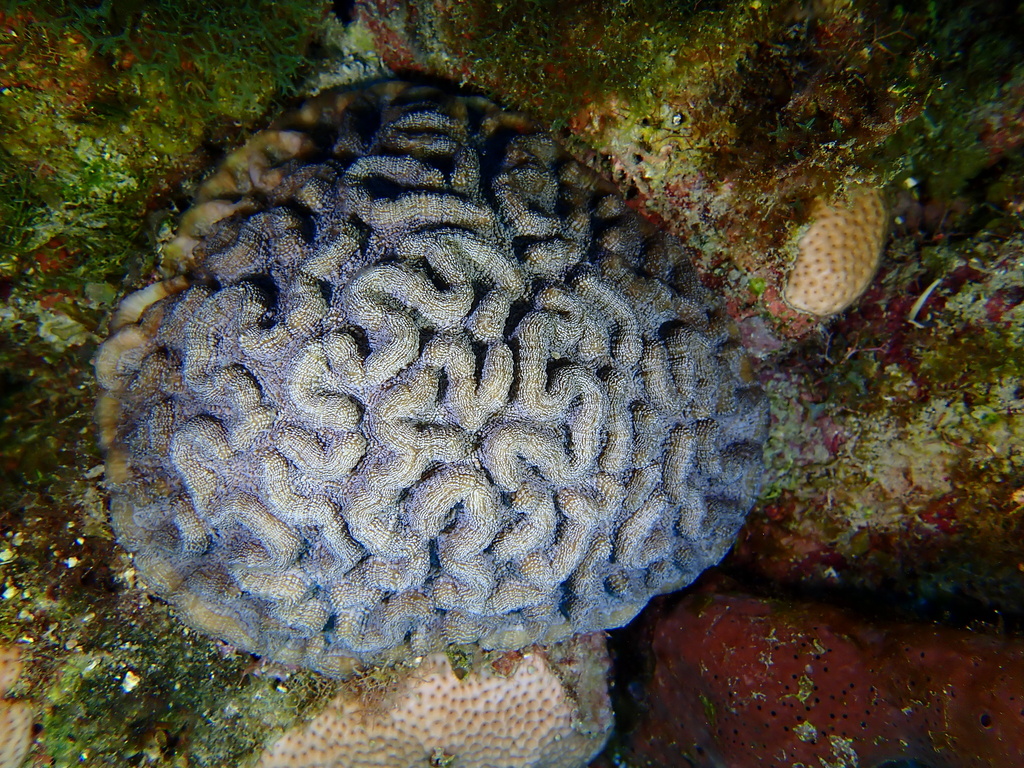 Lowridge Cactus Coral