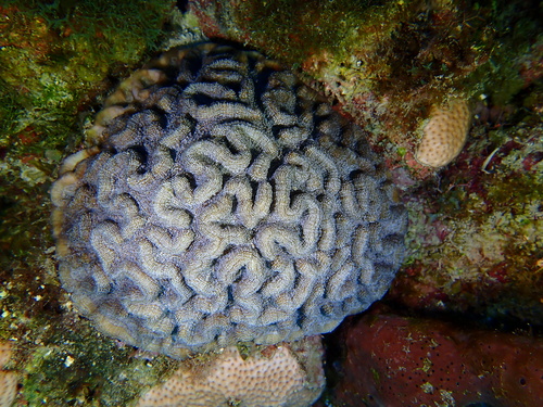 Lowridge Cactus Coral