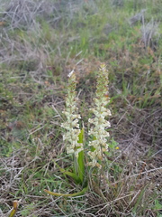 Lachenalia perryae