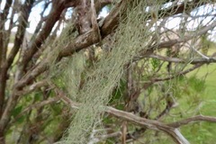 Ramalina usnea