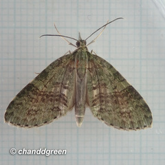 Sauris purpurotincta