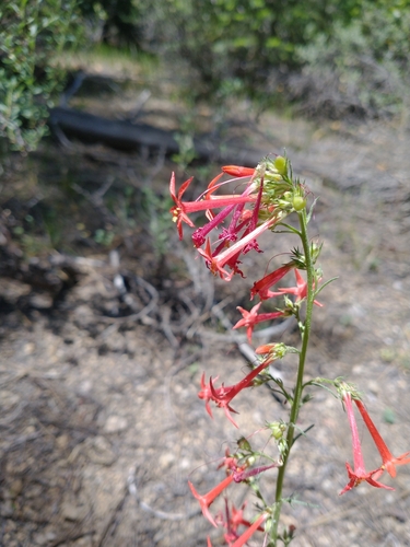 Scarlet Gilia