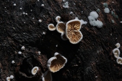 Crepidotus epibryus