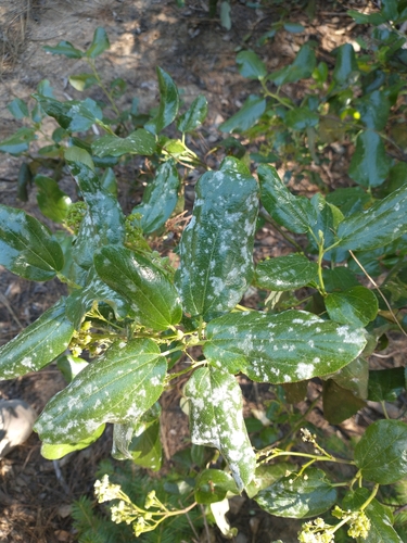Snowbrush Ceanothus
