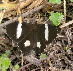Pedaliodes melaleuca