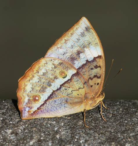 Southern Duffer