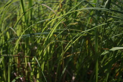 Carex debilis