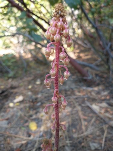 woodland pinedrops