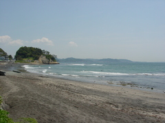 Phyllospadix japonicus