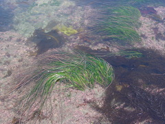 Phyllospadix japonicus