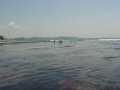 Phyllospadix japonicus