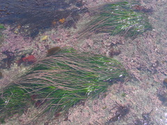 Phyllospadix japonicus