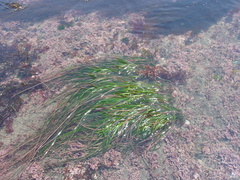 Phyllospadix japonicus