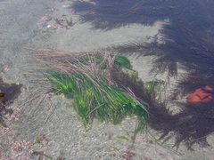 Phyllospadix japonicus