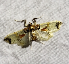 Neoleucinodes