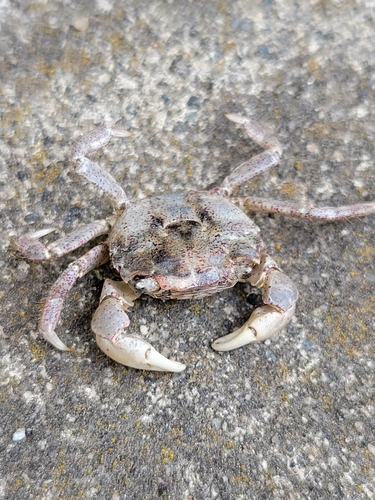 Yellow Shore Crab, photo 9 of 10