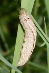 Mythimna albipuncta