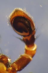 Xysticus kempeleni