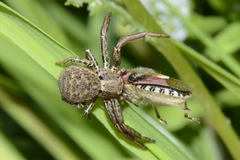 Xysticus acerbus