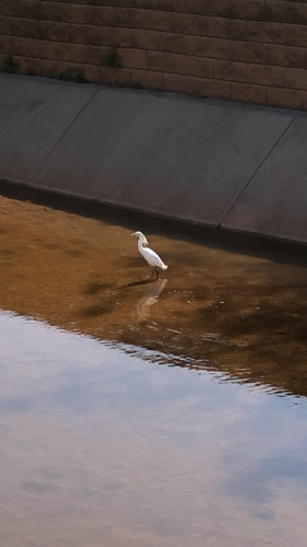 Snowy Egret photographed in Oklahoma