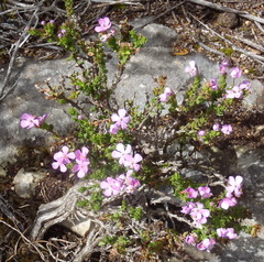 Chaenostoma integrifolium