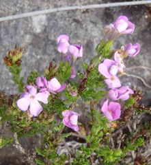 Chaenostoma integrifolium