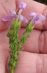 Chaenostoma integrifolium