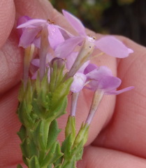 Chaenostoma integrifolium