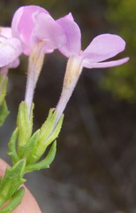 Chaenostoma integrifolium