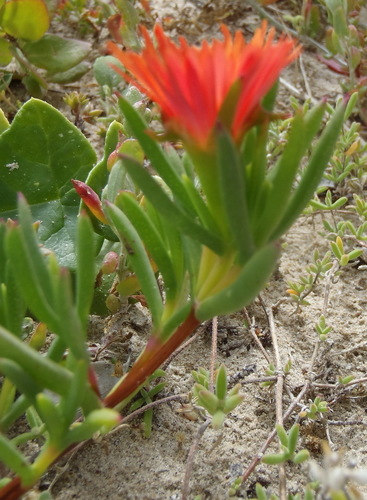 Image of Lampranthus fergusoniae by (c) Nicola van Berkel, some rights reserved (CC BY-SA)
