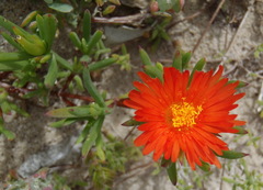 Lampranthus fergusoniae
