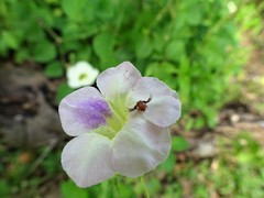 Thomisus spectabilis