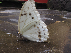 Morpho polyphemus polyphemus