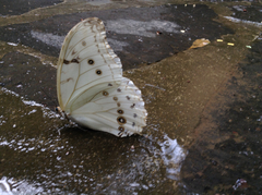 Morpho polyphemus polyphemus