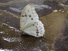 Morpho polyphemus polyphemus