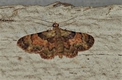 Gymnoscelis derogata