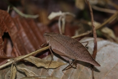 Orophus conspersus