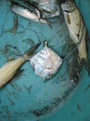 Alectis ciliaris